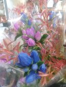 画像: 秋の花入荷