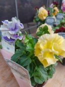 画像: パンジーモルゲンロート