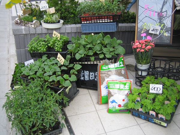 画像: 野菜苗入荷しました。